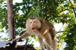 Several rare animals rescued in January