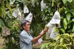 Dong Thap province to expand area under mango