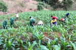 US-funded sub-project aims to protect eco-diversity in Thua Thien-Hue 