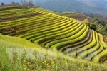 Mu Cang Chai terraced field festival to feature various activities 