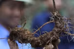 Quang Nam improves value of Ngoc Linh ginseng 