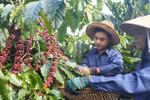 Vietnam to manage coffee quality through new database
