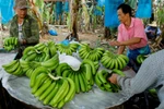 Banana to become Laos’ major agricultural export