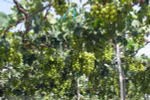Ninh Thuan to link grape growing to sustainable practices