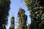 Cooperative ships over 500 tonnes of organic peppercorns to Europe 