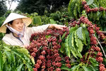 Internal, external factors challenge Vietnam’s coffee exports