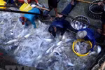 Mekong Delta localities discuss tra fish development 