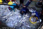 Mekong Delta localities discuss tra fish development 