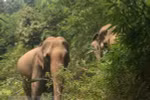 Animals Asia funds elephant conservation project in Dak Lak 
