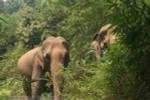 Animals Asia funds elephant conservation project in Dak Lak 