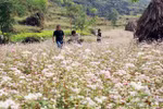Buckwheat flower festival in Ha Giang