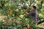 2019 Hung Yen longan week opens in Hanoi
