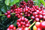 Vietnam attends international coffee, tea expo in Singapore
