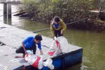 Ba Ria-Vung Tau releases breeding shrimp, fish into nature