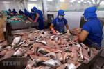 Vietnam’s tra fish exports to ASEAN up 18 percent