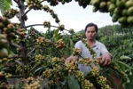 Experts talk ways to add value to Vietnamese coffee 