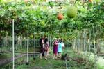 Agri-tourism attracts more visitors to Mekong Delta