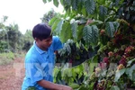 Coffee prices expected to rise due to supply shortage