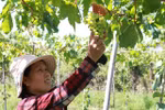 Ninh Thuan farmers grow more foreign grape varieties
