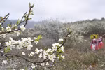Ban flower festival 2019 kicks off in Son La 