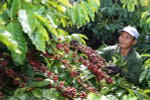 Coffee firms should focus on deep processing: insiders