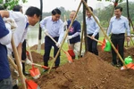 Additional 1,000 cherry blossom trees planted in Hanoi park