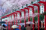 Vietnamese visitors to Japan up 41.6 percent in May