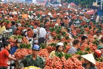 Bac Giang’s lychee revenue reaches 60-year high 