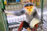 Six people sentenced for violating regulations on rare animals