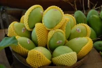 Domestic mango exporters share experience 
