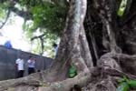 Six more trees recognised as national heritage tree