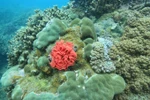 Coral reefs restored off Cham Island