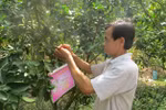 Dong Thap’s farmers encouraged to apply GAP standards for fruit growing