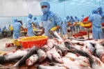 Tra fish exports target 2.4 billion USD