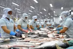 Tra fish industry looks to keep growth momentum