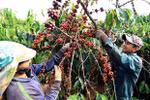Vietnam targets higher coffee quality, value 