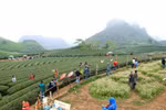 Planning scheme for Moc Chau national tourist site approved