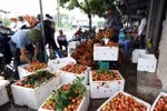 Hai Duong aims to harvest 40,000 tonnes of litchi in 2019