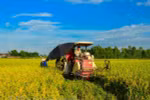 Vietnam Rice Festival to take place in Vinh Long in December