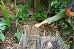 Phong Nha-Ke Bang National Park releases 11 rare animals 
