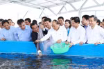 High-tech shrimp farming area constructed in Bac Lieu province