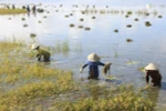 Mekong Delta floods inundate over 2,000ha of rice