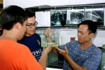 HCM City eyes 23 million USD from ornamental fish exports 