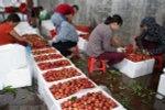 Bac Giang’s lychee value estimated at 240 million USD 