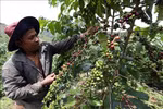 Dak Nong to host Vietnam Coffee Day in December
