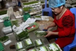 Fruit, veggie exports estimated at 321 million USD in January