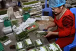 Fruit, veggie exports estimated at 321 million USD in January