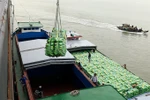 Rising sea levels threaten Vietnam’s top rice producer