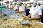 Binh Phuoc cashew receives geographical indication