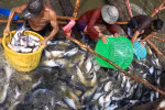 Mekong Delta region makes up 18 percent of GDP